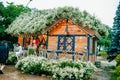 HANOI, VIETNAM - October 25, 2020: A Vietnamese flower house is a white chrysanthemum flower in the garden.